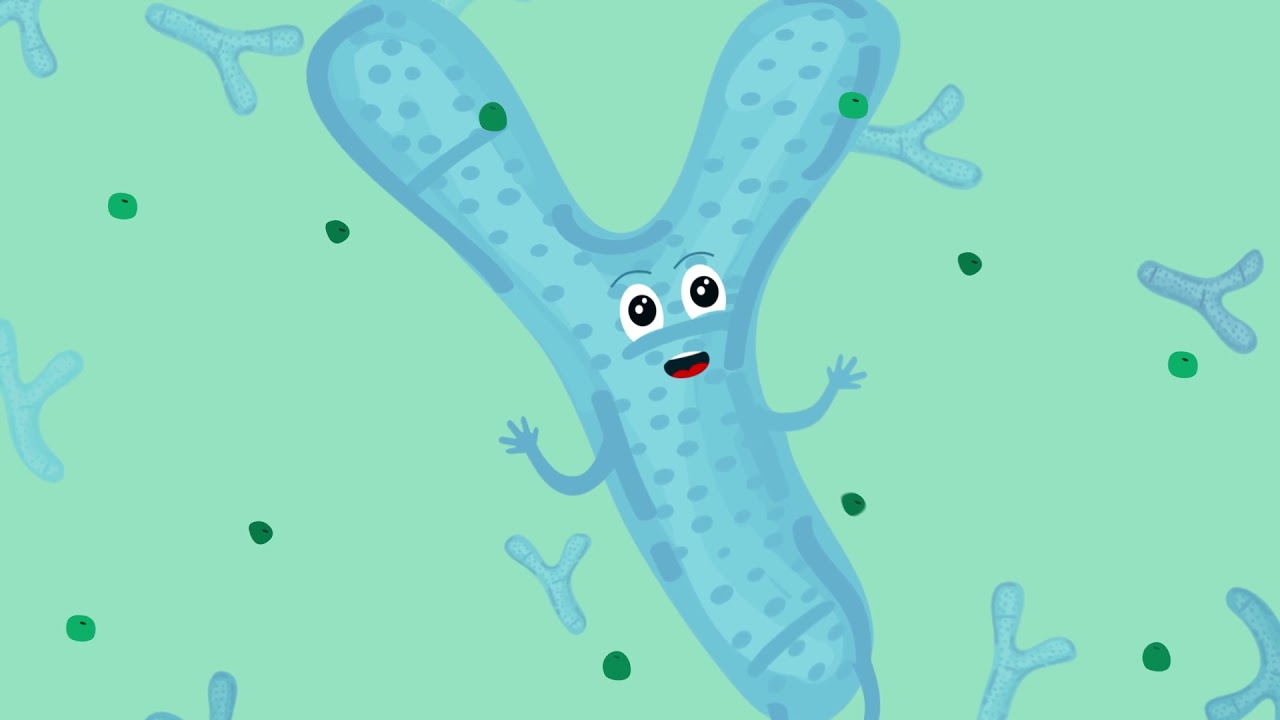 Les fibres alimentaires comparées aux prébiotiques Quelle est la différence?