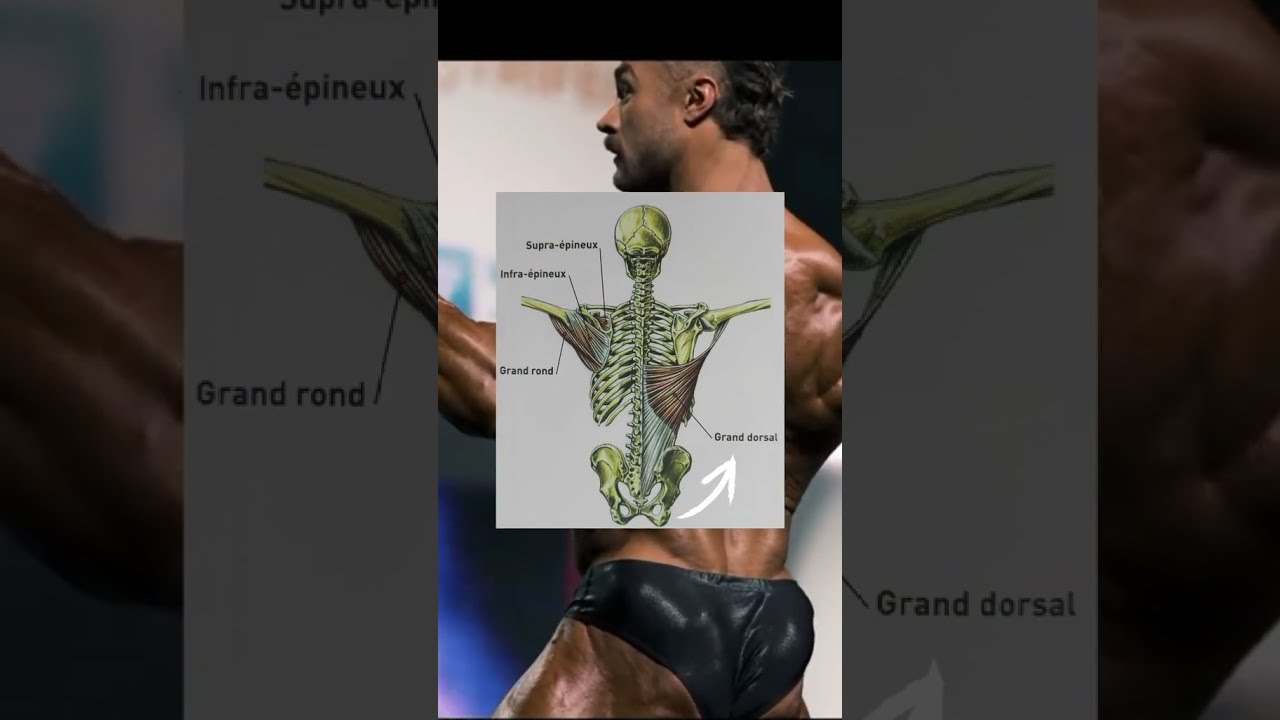 Le meilleur conseil pour un dos large