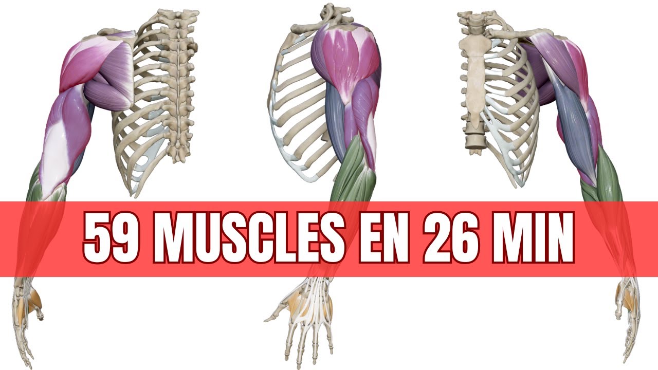 Anatomie des Muscles du Membre Supérieur - Présentation Générale
